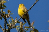 Singvögel A-L