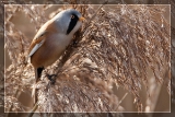 Singvögel M-Z
