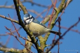 Blaumeise