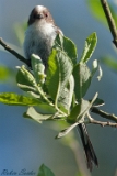 Schwanzmeise Caudatus