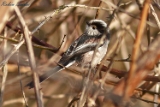 2012-02-22 schwanzmeise 750x500 img 1285