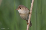20140529 Teichrohrsaenger HP IMG 5282