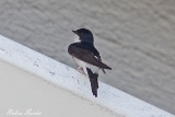 2013-07-25 mehlschwalbe 1200x800 img 1076