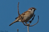 2012-09-30 feldsperling 750x500 img 1279