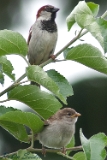 2012-05-27 haussperling 500x750 img 6488