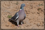 Taubenvögel