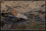 2015TurteltaubeIMG 3063