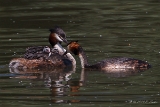 20140531 Haubentaucher mit Jungvoegeln HP IMG 5681