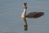 20140823 Haubentaucher HP IMG 9020