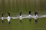 Prachttaucher : Prachttaucher, Schottland, Vögel