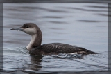 2014PrachttaucherIMG 4497