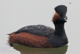 20140405 schwarzhalstaucher hp img 1648