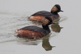 20140405 schwarzhalstaucher hp img 1976