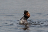 20140412 schwarzhalstaucher hp img 2530