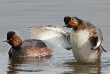 20140412 schwarzhalstaucher hp img 2607