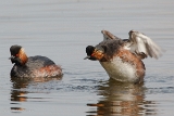 20140412 schwarzhalstaucher hp img 2608