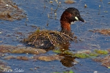 2013-06-08 zwergtaucher 1200x800 img 0104