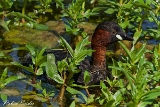 2013-06-08 zwergtaucher 1200x800 img 0115