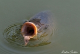 Weitere Tiere