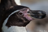 Pinguin