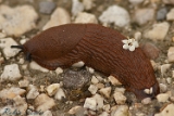 Rote Wegschnecke