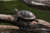 Schildkroete